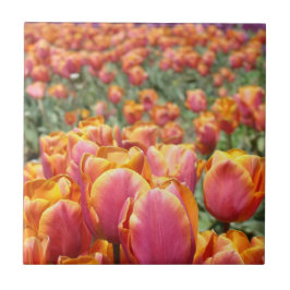 Tulip Blume Festival - Martha Argerich Projekt Fliese