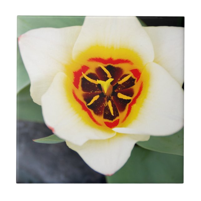 Tulip-Blume Fliese (Vorderseite)