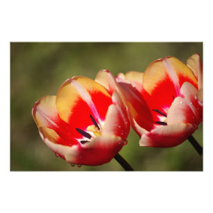 Tulip Blume Foto