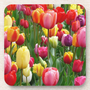 Tulip Blume Garden-52126 Getränkeuntersetzer