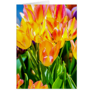 Tulip-Blume - Geblüht