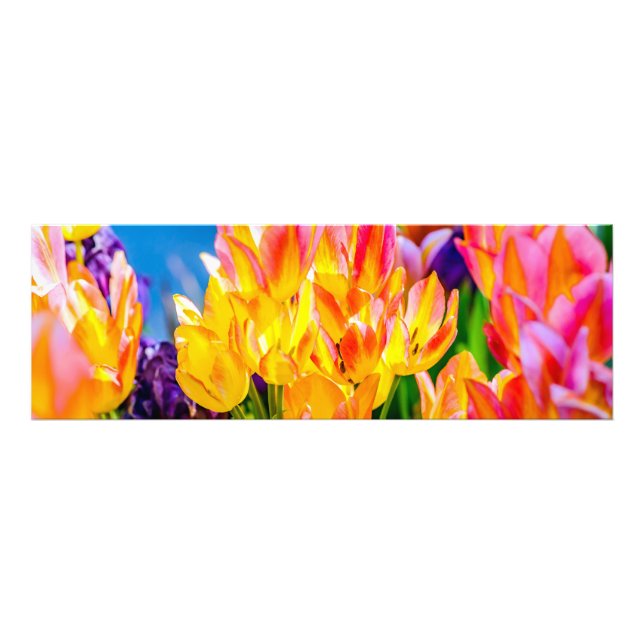 Tulip-Blume - Geblüht Fotodruck (Vorne)