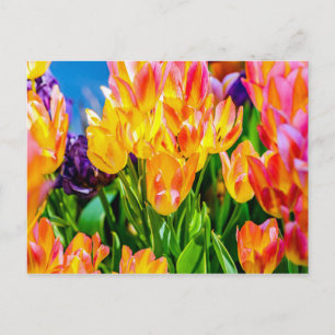 Tulip-Blume - Geblüht Postkarte