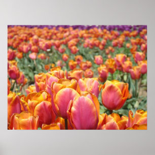 Tulip Blume Kunstplakate Pink Orange Tulips Poster