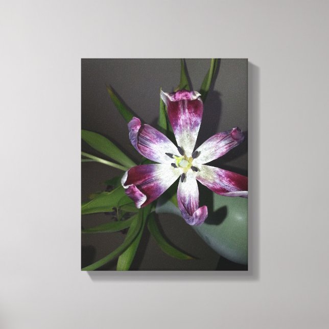 Tulip Blume Leinwanddruck (Vorderseite)
