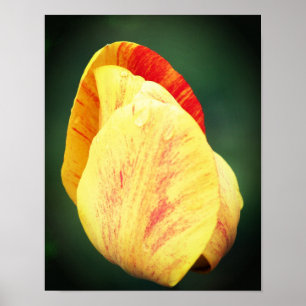 Tulip Blume Petals mit Raindropfen Nah Poster