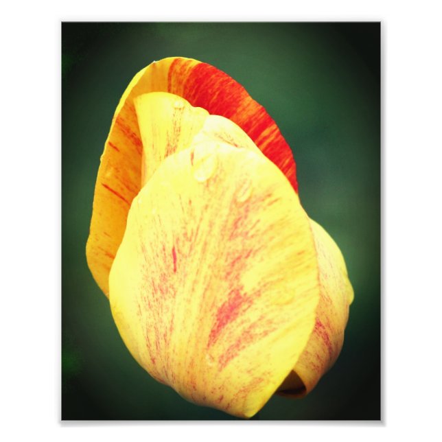 Tulip Blume Petals mit Raindrops Nah bis 8x10 Fotodruck (Vorne)