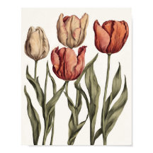 Tulip-Blume