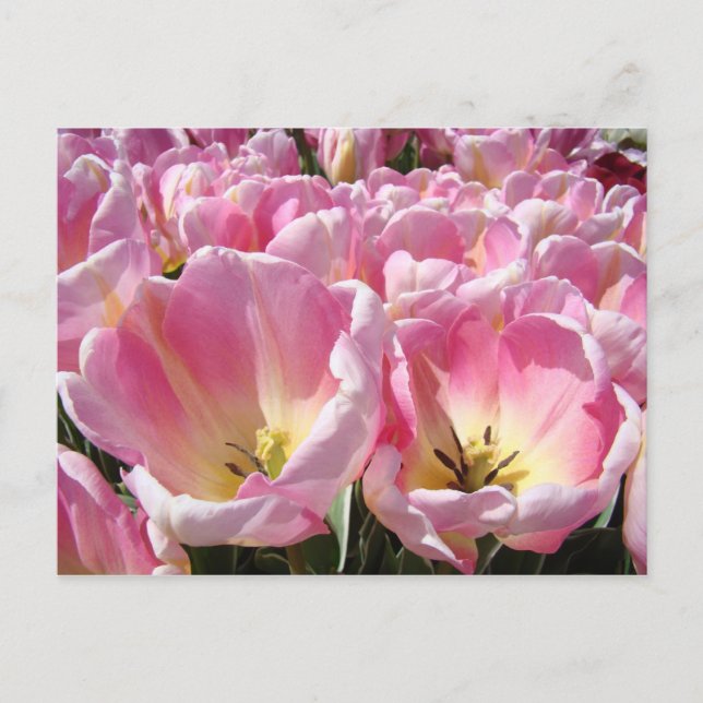 Tulip Blume Postkarten Pink Tulips Garten Frühling (Vorderseite)