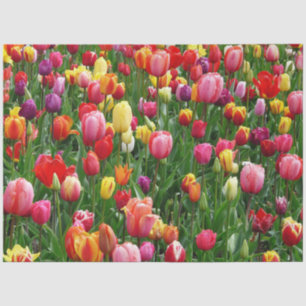 Tulip Blume Seidenpapier