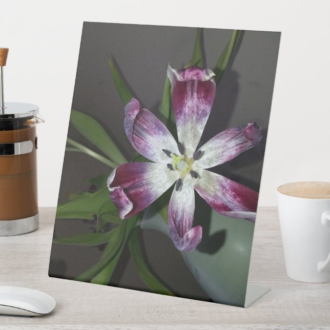 Tulip Blume Sockelschild (In Situ)