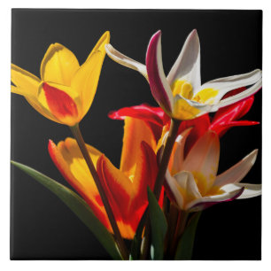 Tulip-Blume vor schwarzem Hintergrund Fliese