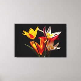 Tulip-Blume vor schwarzem Hintergrund Leinwanddruck