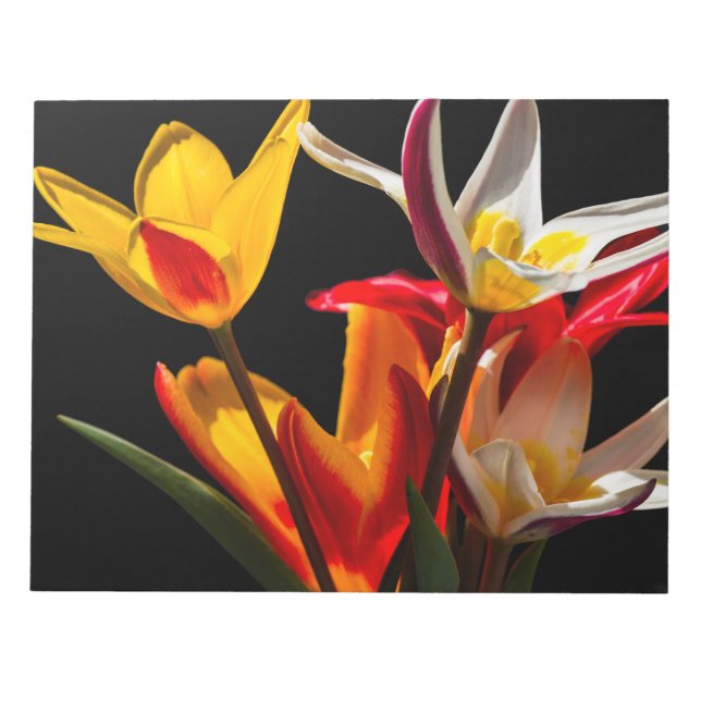 Tulip-Blume vor schwarzem Hintergrund Notizblock (Vorderseite)