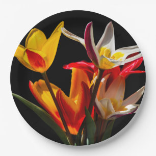 Tulip-Blume vor schwarzem Hintergrund Pappteller