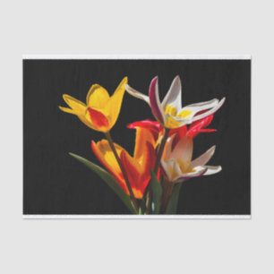 Tulip-Blume vor schwarzem Hintergrund Seidenpapier