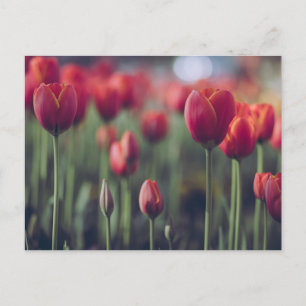 Tulip Botanical Beautiful Amsterdam Landschaft Postkarte