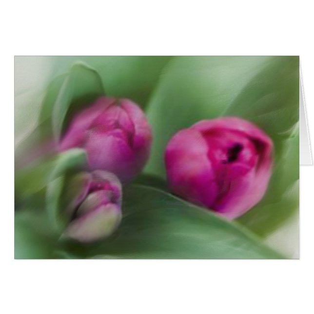 Tulip Bouquet (Vorderseite (Horizontal))