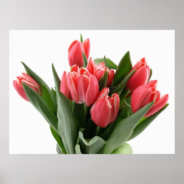 Tulip Bouquet Poster (Vorne)