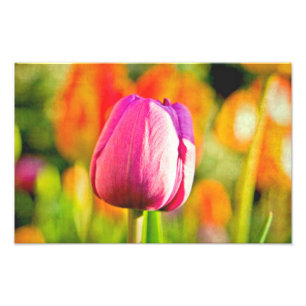 Tulip Collage Fotodruck
