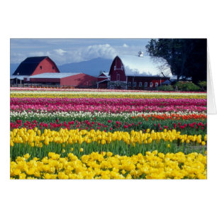 Tulip-Display-Feld
