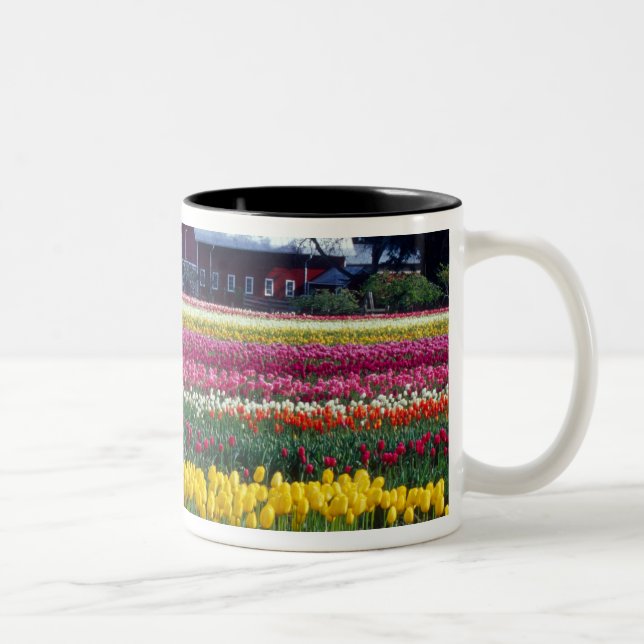 Tulip-Display-Feld Zweifarbige Tasse (Rechts)