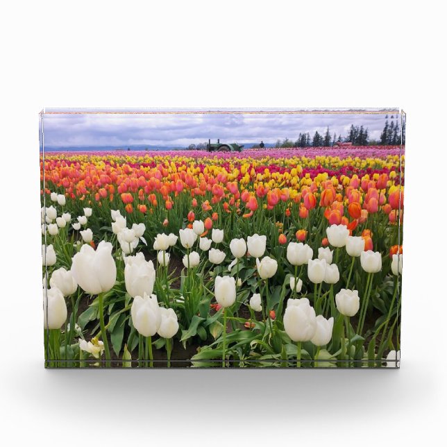 Tulip Farm Fotoblock (Vorderseite)
