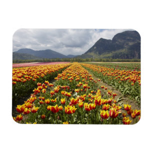 Tulip Farm in der Nähe von Agassiz, British Colum Magnet