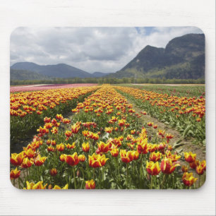 Tulip Farm in der Nähe von Agassiz, British Colum Mousepad
