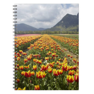 Tulip Farm in der Nähe von Agassiz, British Colum Notizblock