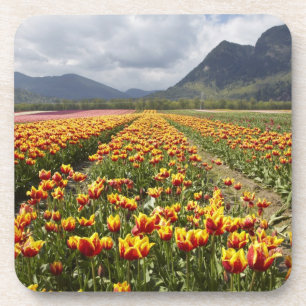 Tulip Farm in der Nähe von Agassiz, British Colum Untersetzer