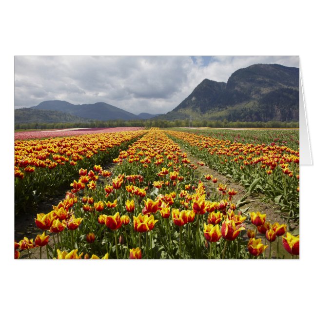 Tulip Farm in der Nähe von Agassiz, British Columb (Vorderseite (Horizontal))