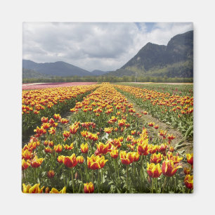 Tulip Farm in der Nähe von Agassiz, British Columb Magnet
