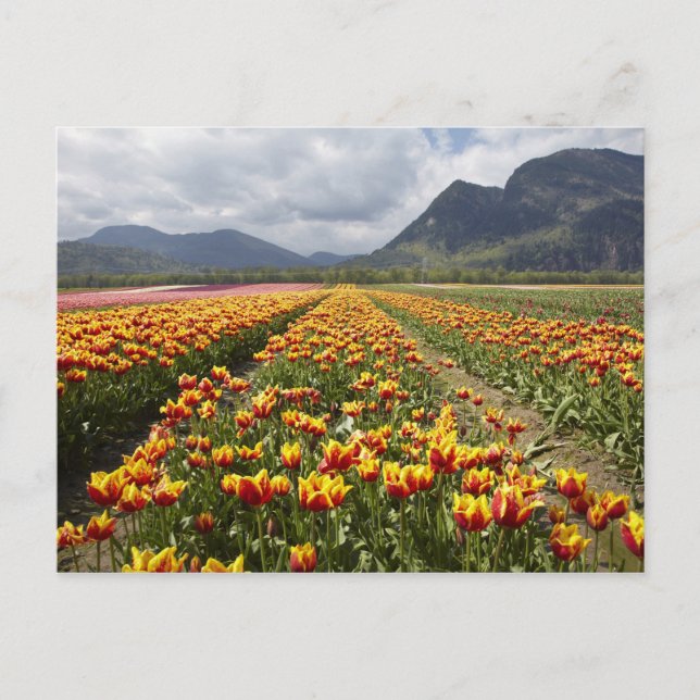 Tulip Farm in der Nähe von Agassiz, British Columb Postkarte (Vorderseite)