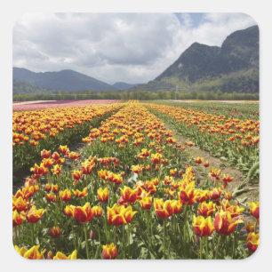 Tulip Farm in der Nähe von Agassiz, British Columb Quadratischer Aufkleber