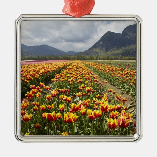 Tulip Farm in der Nähe von Agassiz, British Columb Silbernes Ornament (Vorne)