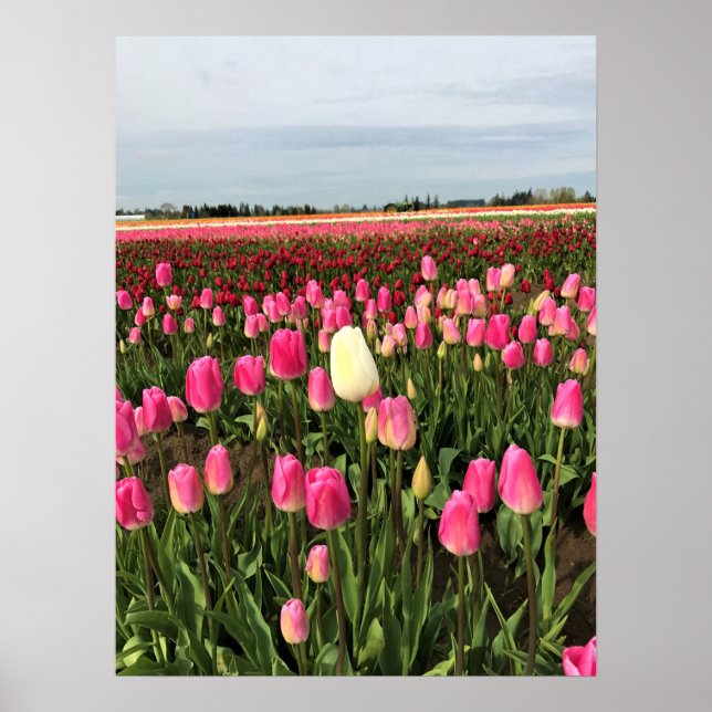 Tulip Farm in Oregon Poster (Vorne)