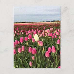 Tulip Farm in Oregon Postkarte