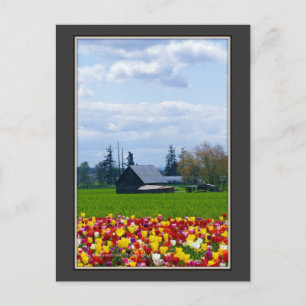 Tulip Farm - Postkarte