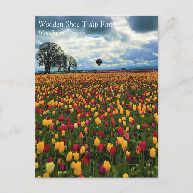 Tulip Farm von Oregon Postkarte (Vorderseite)