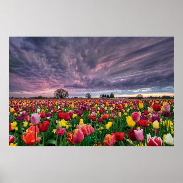 Tulip Farm von Woodburn Oregon Frühjahrsplaner Poster (Vorne)