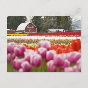 Tulip Felder des Berges Vernon, Skagit Landkreis,  Postkarte