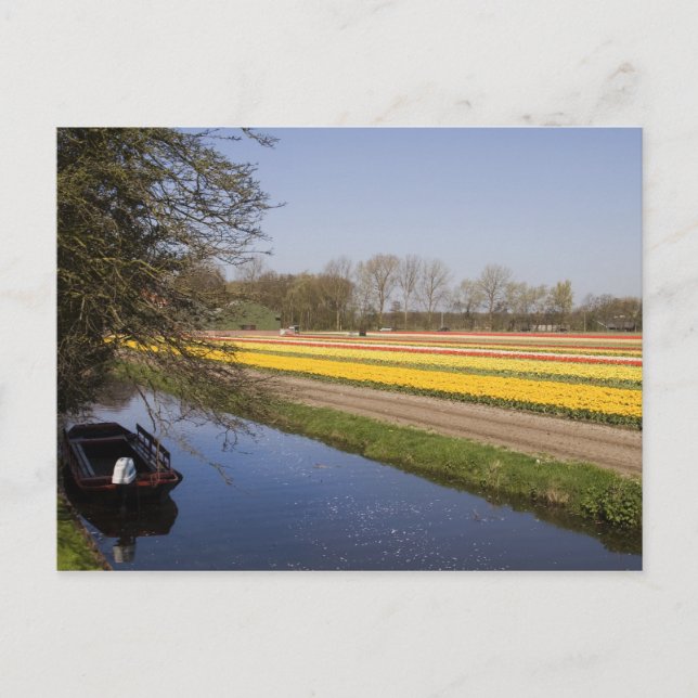 Tulip-Felder Postkarte (Vorderseite)
