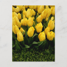 Tulip Festival - 27 individuell gestaltbare Postka Postkarte
