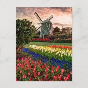 Tulip Festival Postkarte