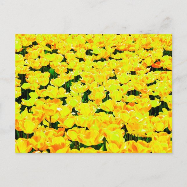 Tulip field - goldgelb postkarte (Vorderseite)