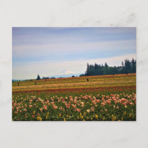 Tulip Field mit Mt. Hood, Oregon Postkarte