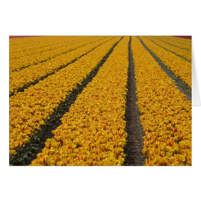 Tulip field, Niederlande (Vorderseite (Horizontal))