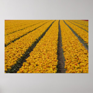 Tulip field, Niederlande Poster