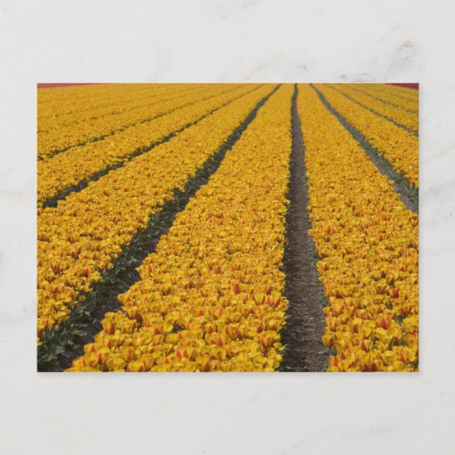 Tulip field, Niederlande Postkarte (Vorderseite)